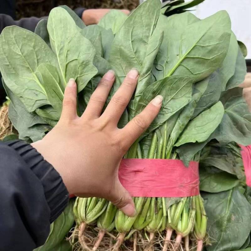 菠菜基地直供，可供商超批发市场档口，量大从优，欢迎采购