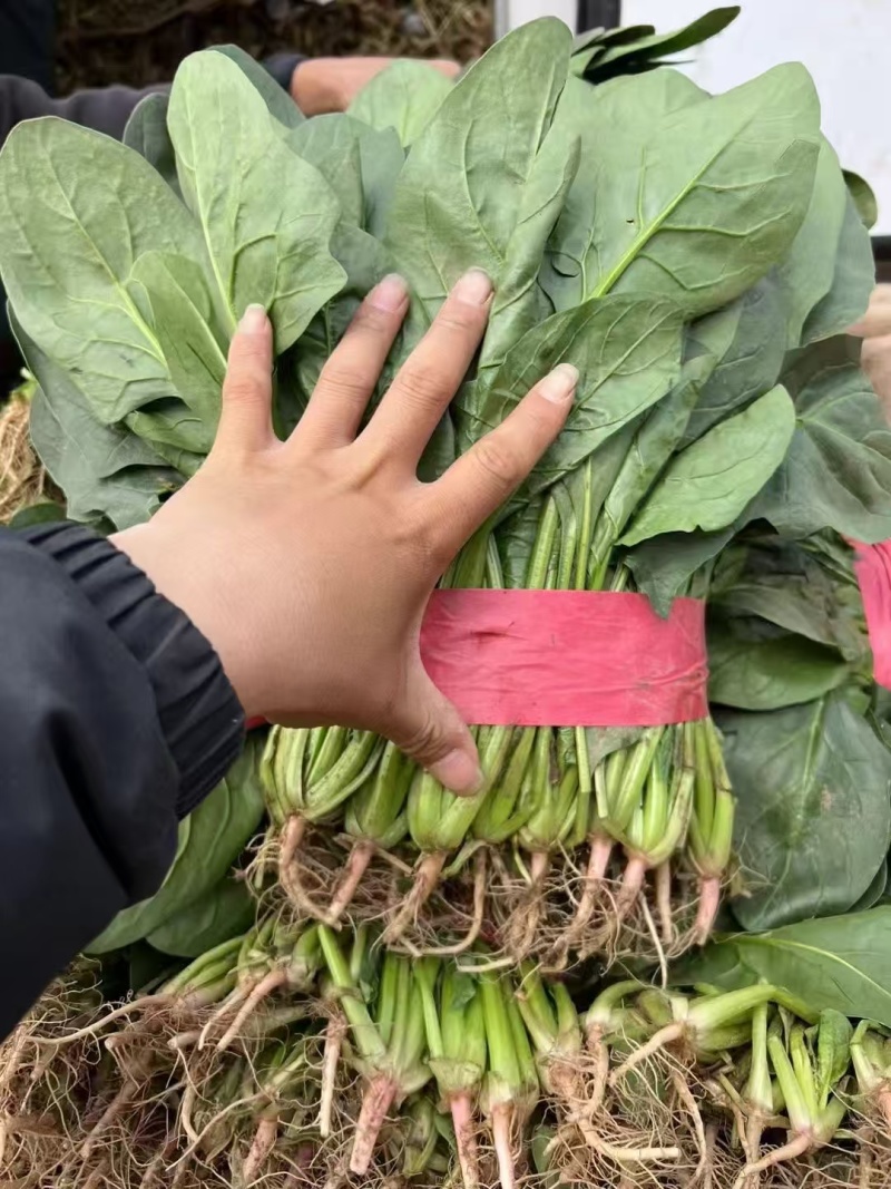 菠菜基地直供，可供商超批发市场档口，量大从优，欢迎采购