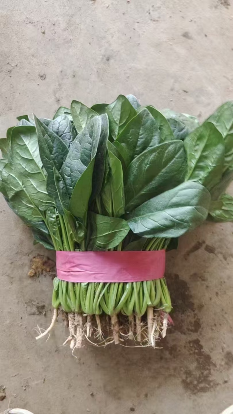 菠菜基地直供，可供商超批发市场档口，量大从优，欢迎采购