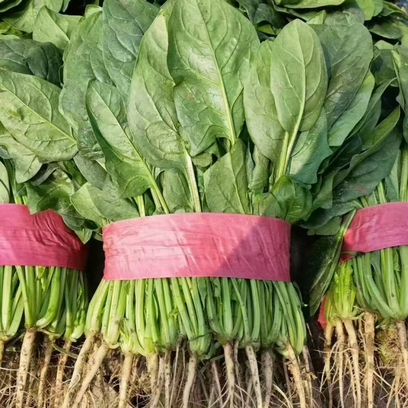 菠菜基地直供，可供商超批发市场档口，量大从优，欢迎采购
