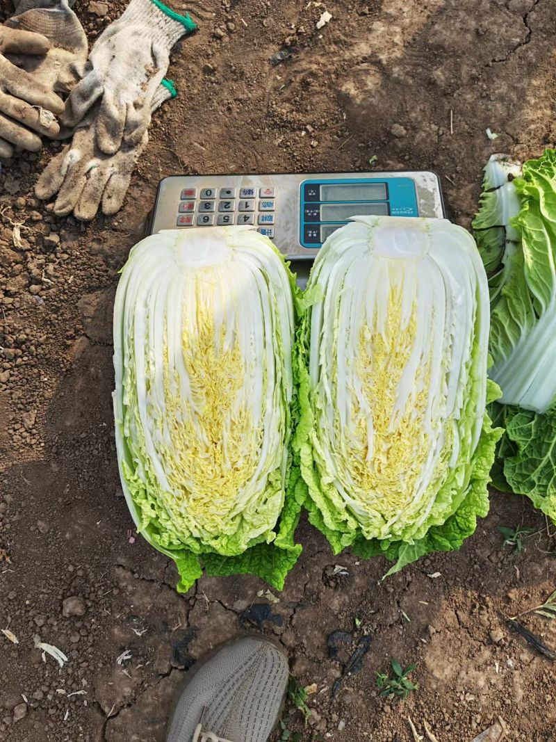露天黄心白菜大量成熟中