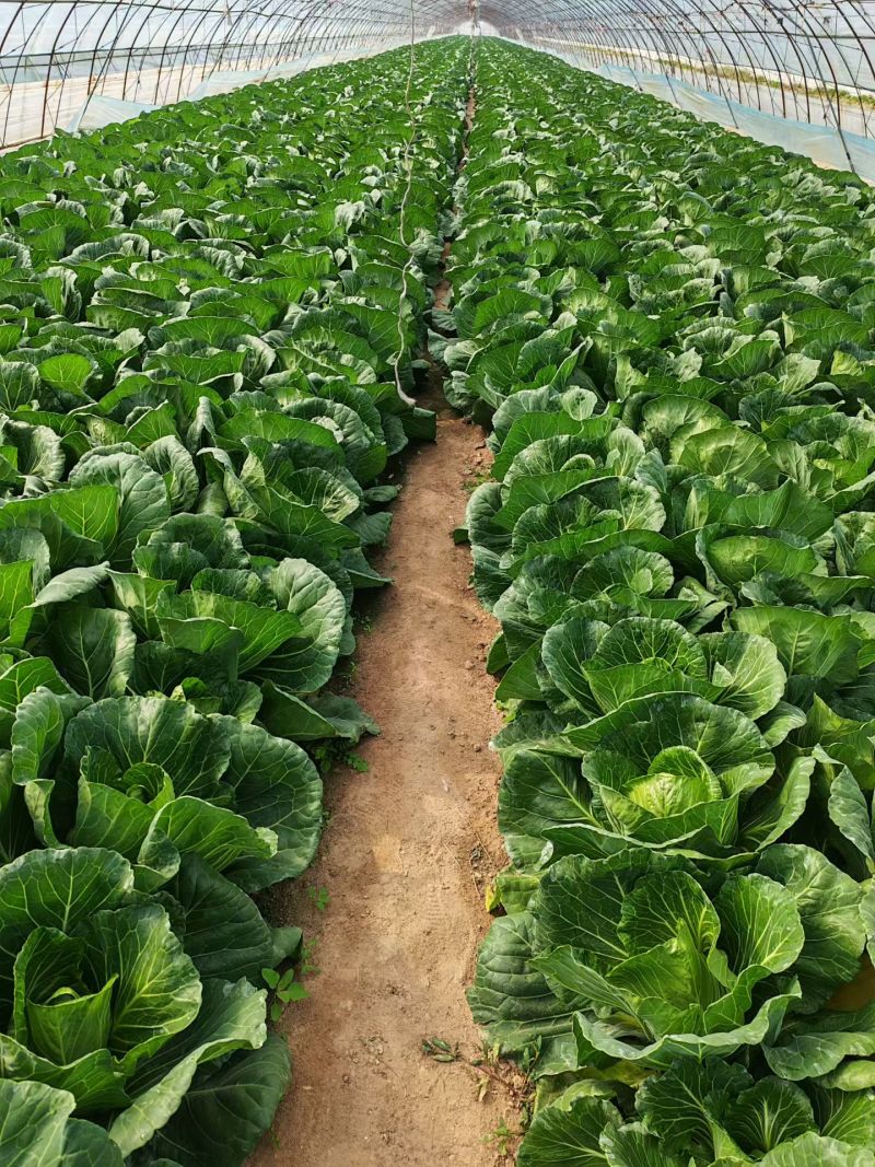 露天黄心白菜大量成熟中