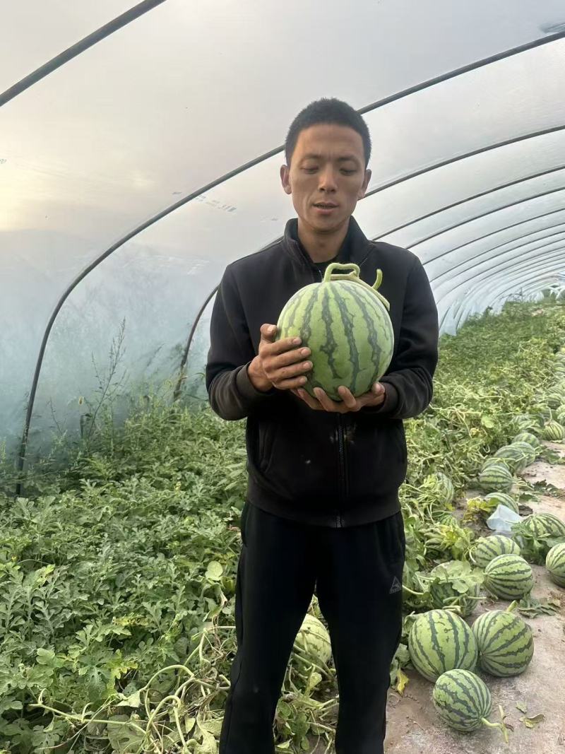 甘肃庆阳美都西瓜大量上市薄皮红瓤保质保量诚信经营