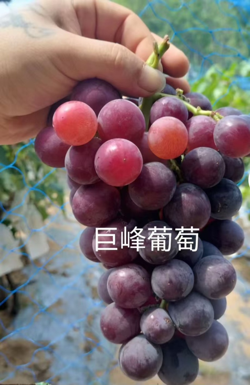 甬优1号葡萄，自然果颗粒大新鲜采摘，口感丰富，果香浓郁