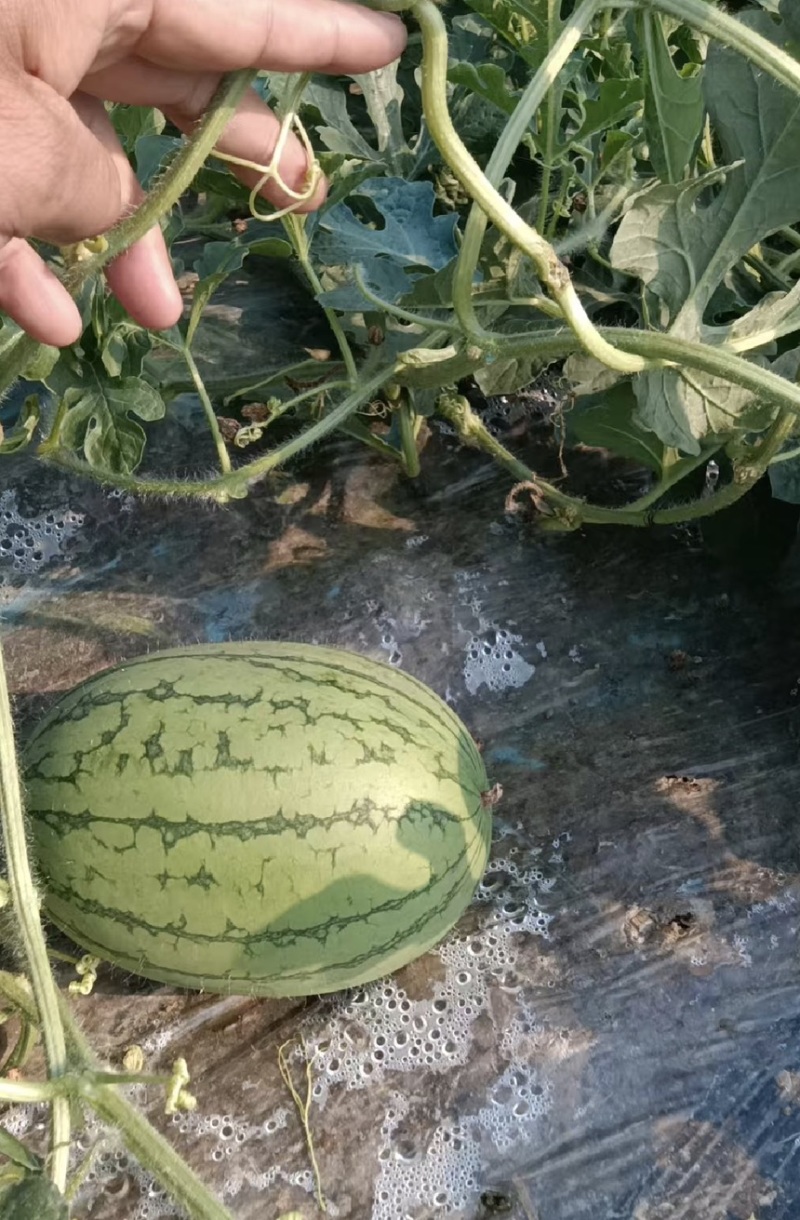 【推荐】嘉秀西瓜大量上市包熟包甜产地直发价格优惠