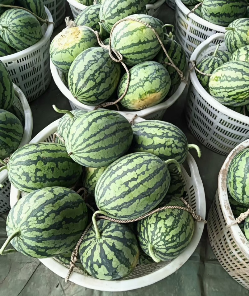 【推荐】嘉秀西瓜大量上市包熟包甜产地直发价格优惠