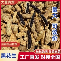 云南黑花生黑金刚四粒黑产地工厂直发量大可议价