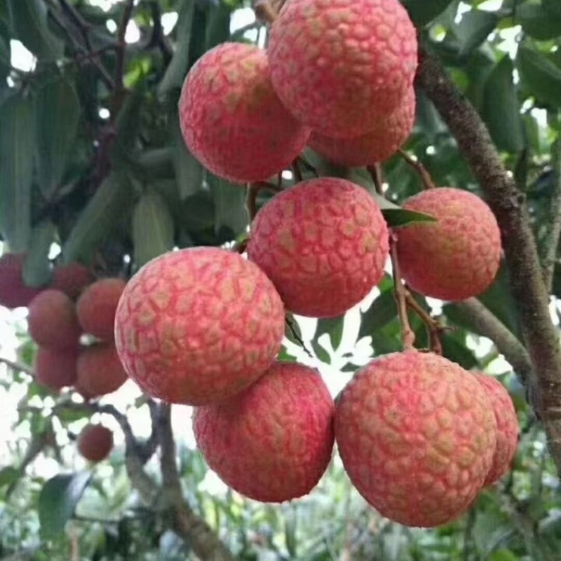 白糖罂荔枝/广东产区直发/货源充足/欢迎选购
