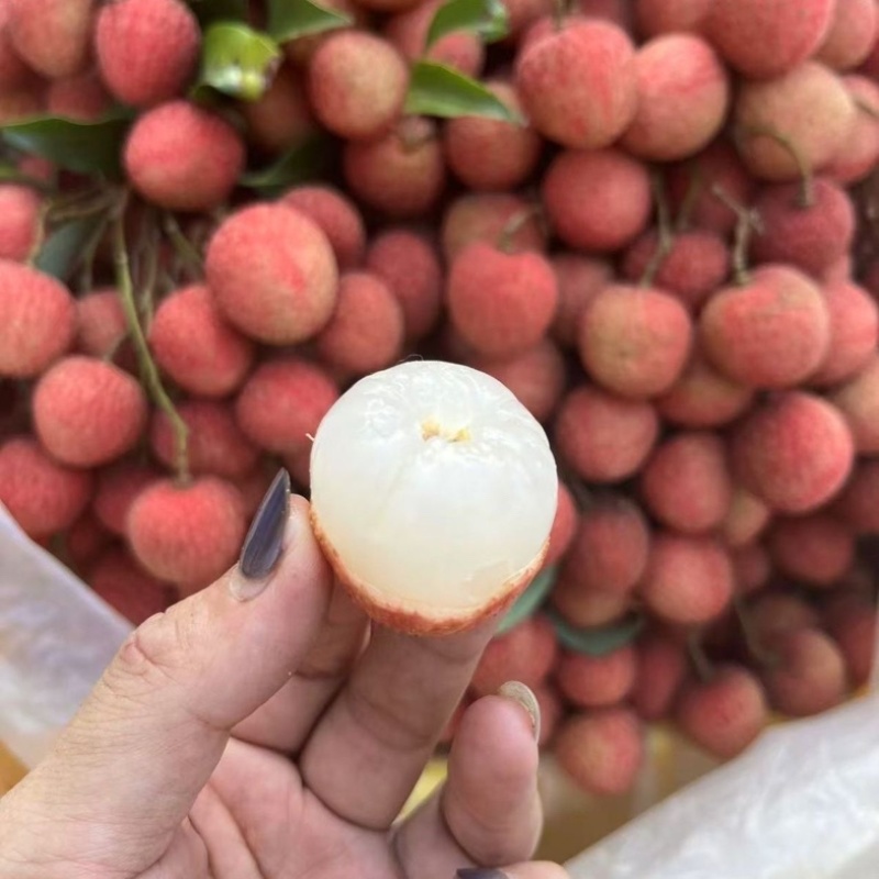 白糖罂荔枝/广东产区直发/货源充足/欢迎选购