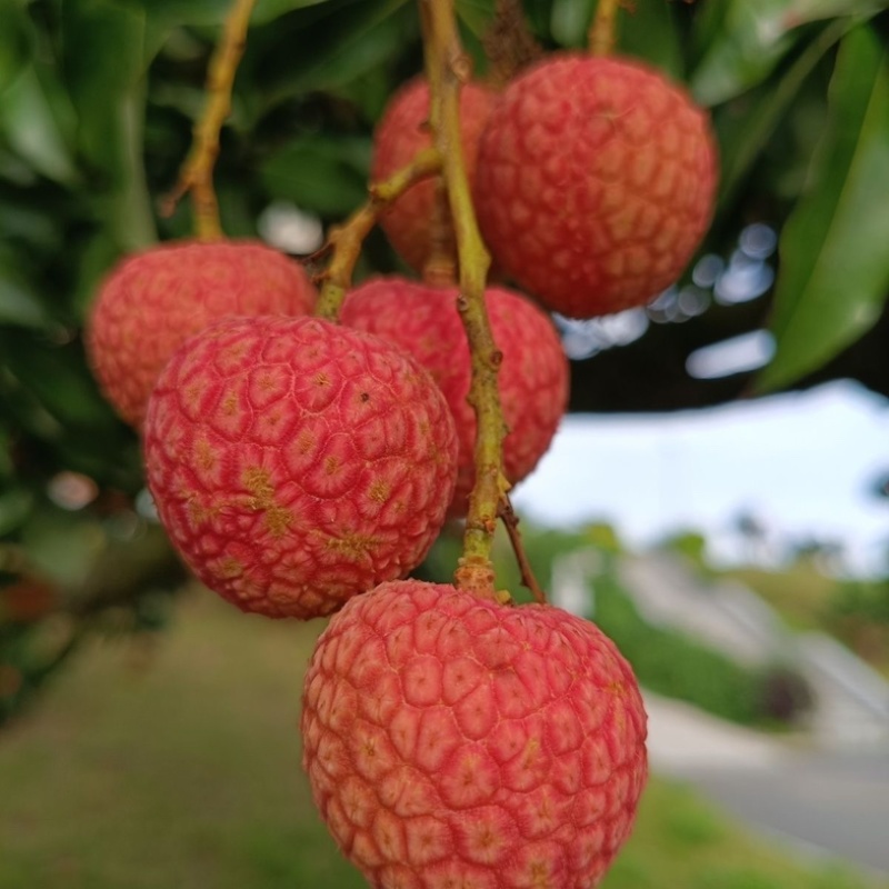 白糖罂荔枝/广东产区直发/货源充足/欢迎选购