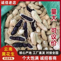 黑花生云南黑花生四粒黑黑金刚产地厂家批发