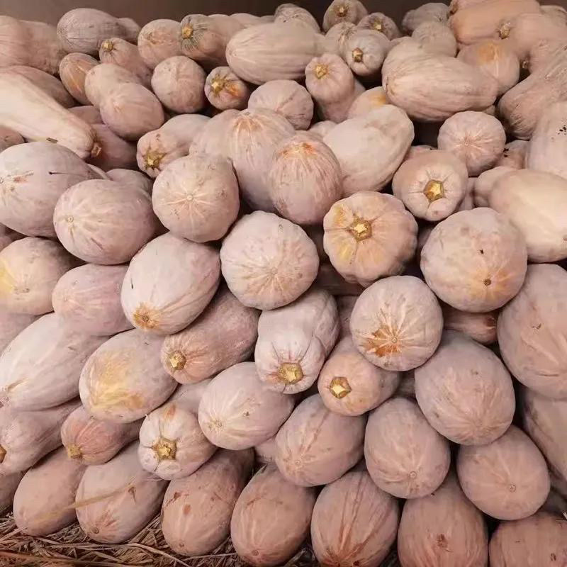 广东蜜本南瓜/产区直发/货源充足/欢迎选购