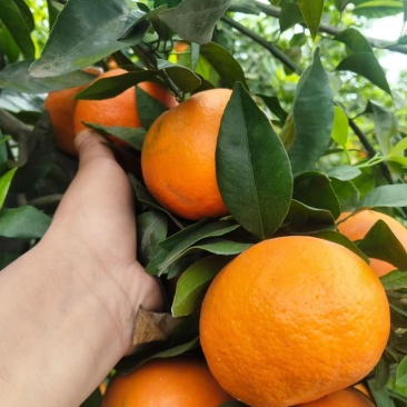沃柑🍊出货中，好货不多了，需要的老板莫犹豫了直入正题