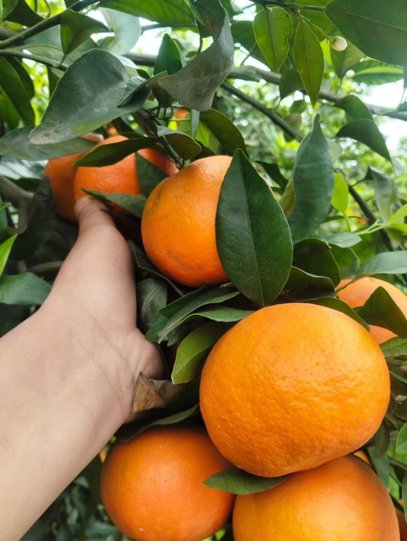 沃柑🍊出货中，好货不多了，需要的老板莫犹豫了直入正题