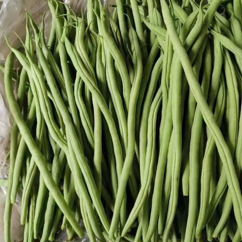 山东精品圆芸豆，无丝豆