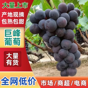 甬优1号葡萄，自然果颗粒大新鲜采摘，口感丰富，果香浓郁