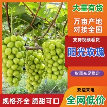 精品阳光玫瑰葡萄，口感脆甜，皮薄肉厚，产地直销，大量有货