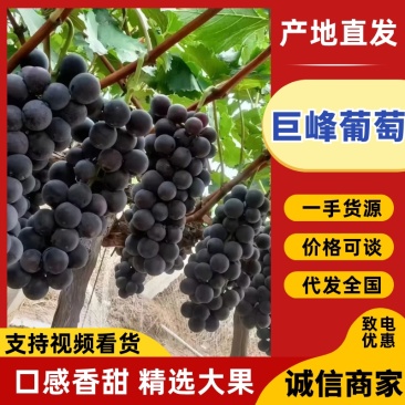精品巨峰葡萄口感纯甜爆汁，果肉厚，基地直供，新鲜采摘
