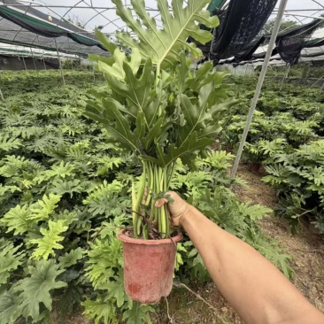 春羽，对接全国客商，批发，量大价格可谈，欢迎联系