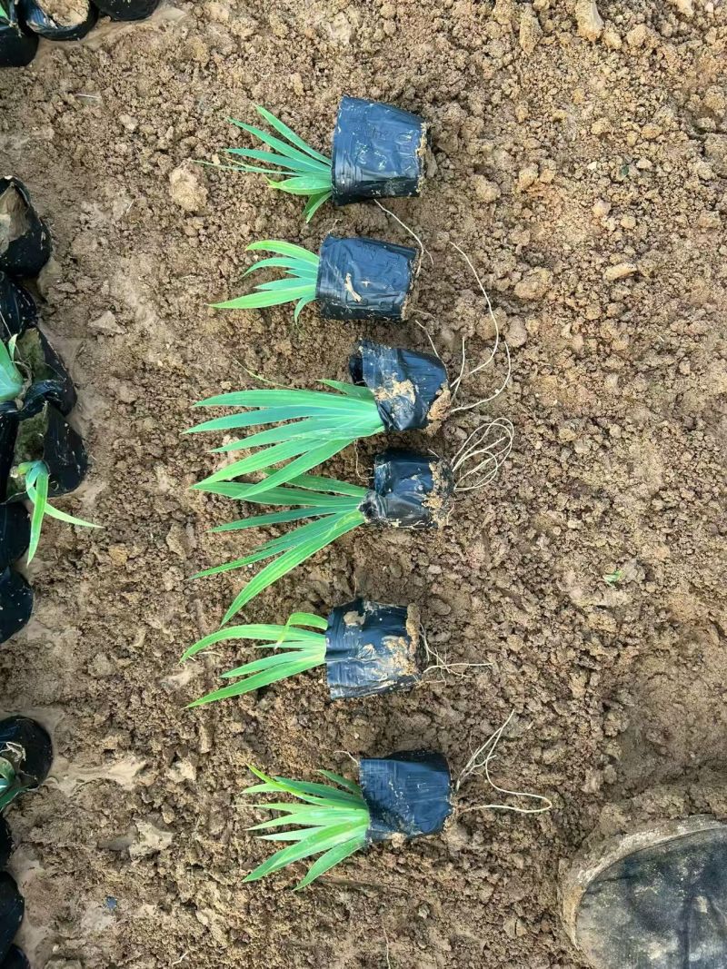 绿化苗木鸢尾！基地批发！耐寒耐旱生命力顽强适合庭院花园