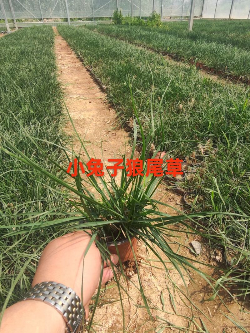 绿化苗木小兔子狼尾草！基地批发！适合庭院花园小区绿化带