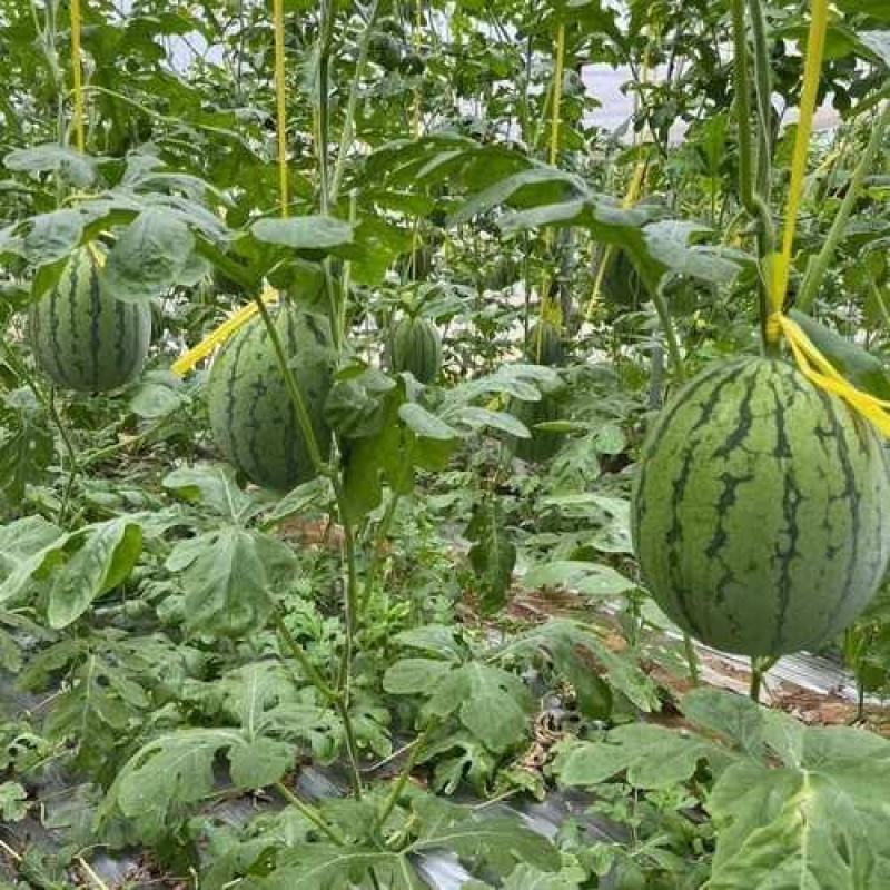 938、金乐丰风各种大棚吊兰西瓜，大量上市，基地直发量大