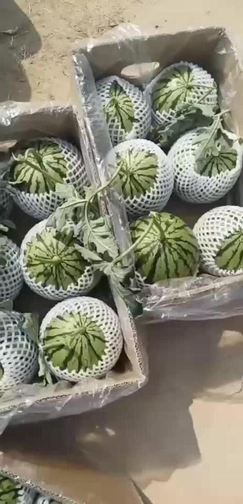 938、金乐丰风各种大棚吊兰西瓜，大量上市，基地直发量大