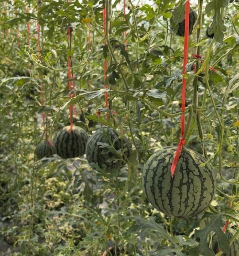 938、金乐丰风各种大棚吊兰西瓜，大量上市，基地直发量大