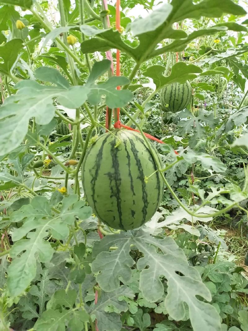 938、金乐丰风各种大棚吊兰西瓜，大量上市，基地直发量大