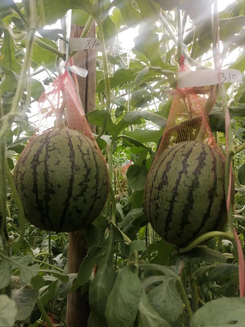 938、金乐丰风各种大棚吊兰西瓜，大量上市，基地直发量大