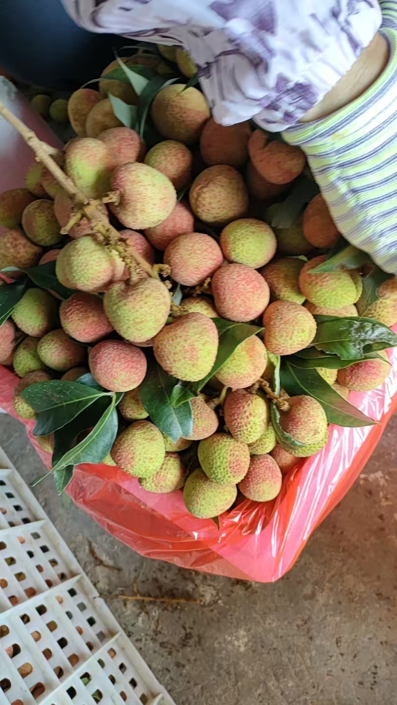 广东三月红荔枝大量上市价格美丽欢迎来电咨询