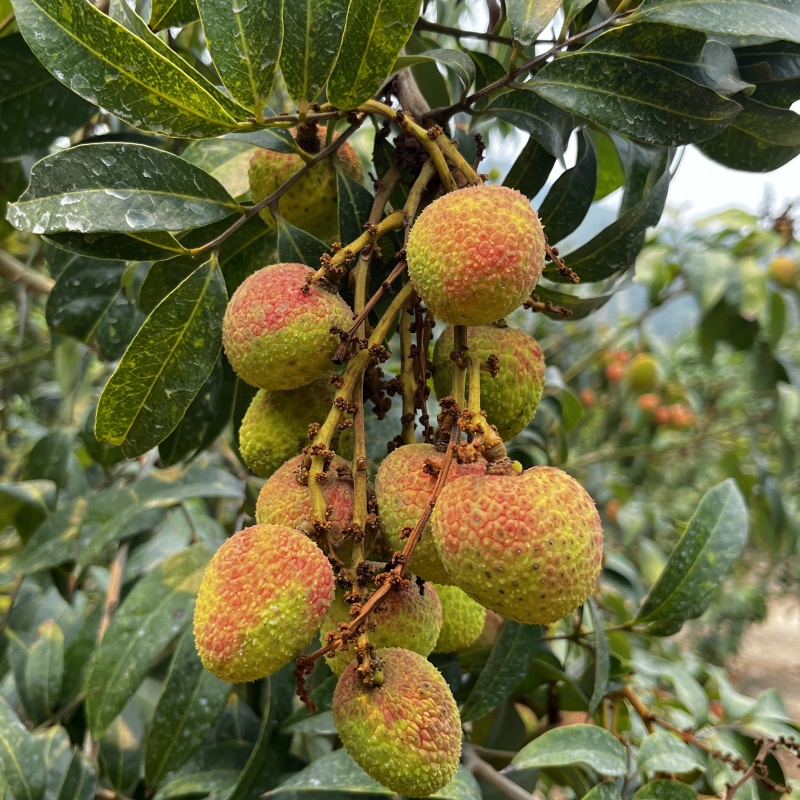 广东三月红荔枝大量上市价格美丽欢迎来电咨询