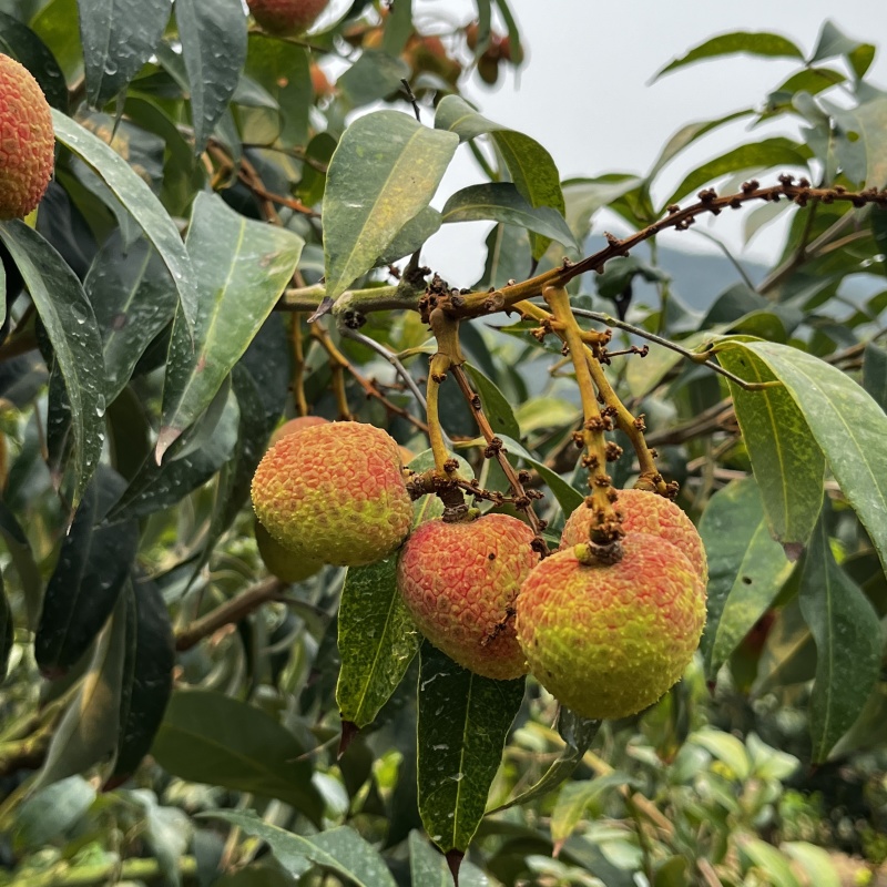广东三月红荔枝大量上市价格美丽欢迎来电咨询