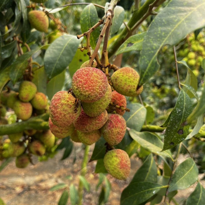 广东三月红荔枝大量上市价格美丽欢迎来电咨询