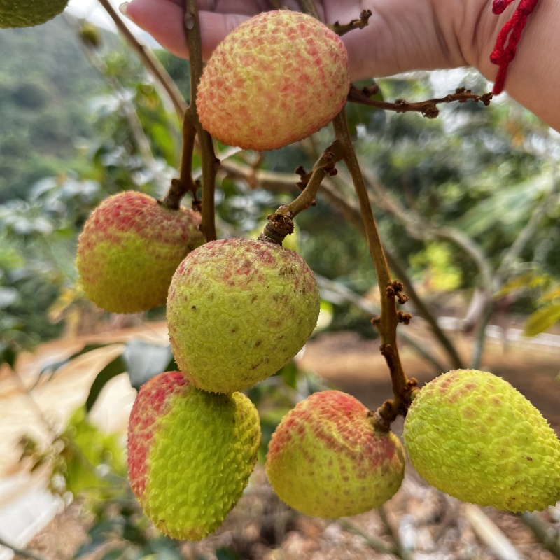 广东三月红荔枝大量上市价格美丽欢迎来电咨询