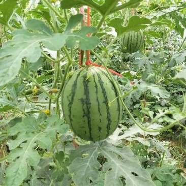 938、金乐丰风各种大棚吊兰西瓜，大量上市，基地直发量大