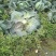 优质高产甘蓝包菜