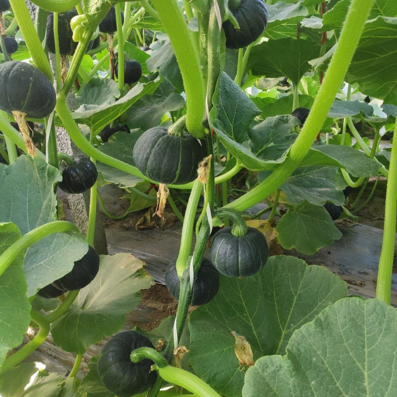贝贝南瓜大量上市量大价优一手货源诚信经营欢迎来电