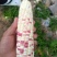 广东精品花糯玉米大量上市品质保证量大从优一手货源