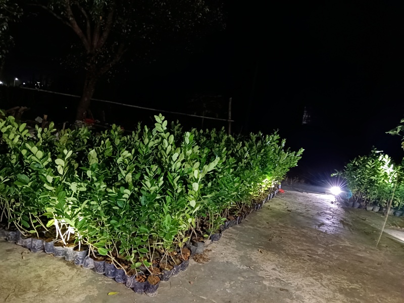 广东香水柠檬苗
