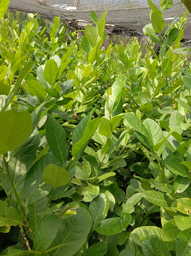 广东香水柠檬苗