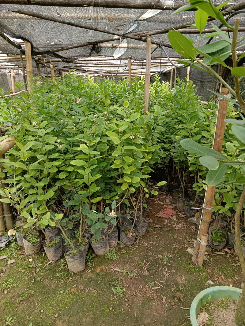 广东香水柠檬苗