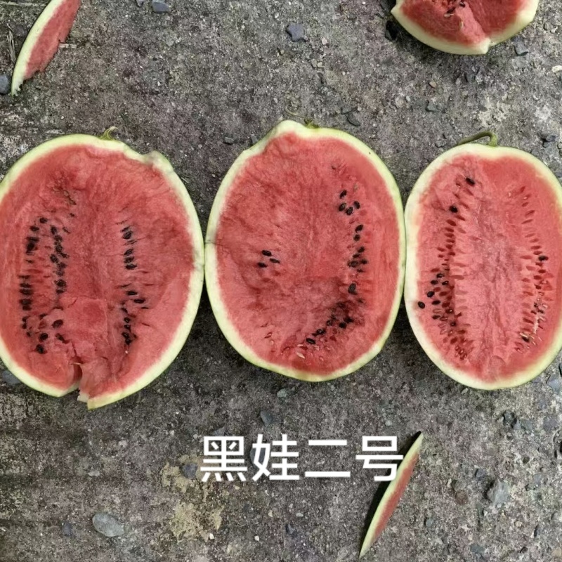 豫艺黑娃二号西瓜种子早熟脆甜大红瓤墨绿皮西瓜种籽耐裂