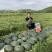 豫艺黑娃二号西瓜种子早熟脆甜大红瓤墨绿皮西瓜种籽耐裂