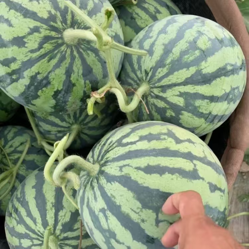 精品无籽美都西瓜大量上市品质保证量大从优一手