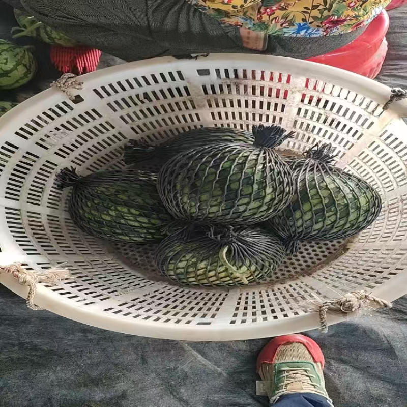 精品无籽美都西瓜大量上市品质保证量大从优一手