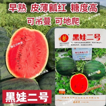 豫艺黑娃二号西瓜种子早熟脆甜大红瓤墨绿皮西瓜种籽耐裂