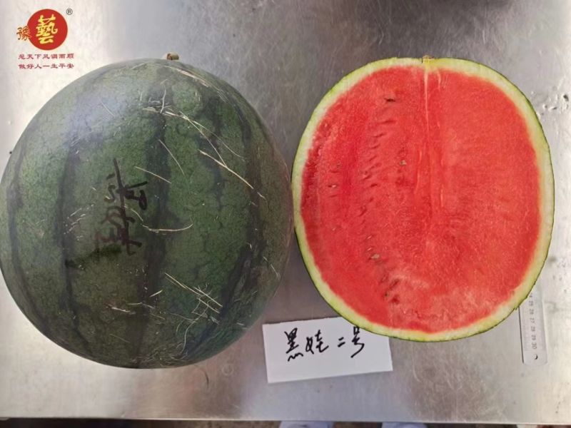豫艺黑娃二号西瓜种子早熟脆甜大红瓤墨绿皮西瓜种籽耐裂