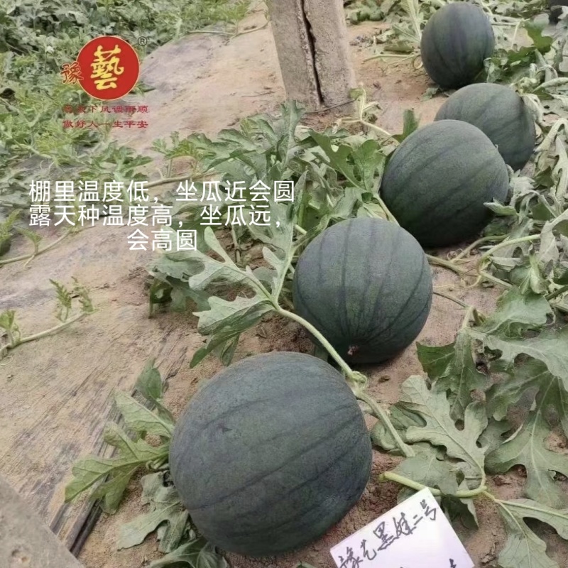 豫艺黑娃二号西瓜种子早熟脆甜大红瓤墨绿皮西瓜种籽耐裂