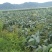 本基地大量货源，都是优质高产甘蓝包菜！价格合适，批发走量